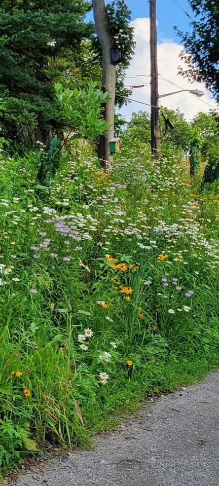 Screenshot_20250709_205523_Photos